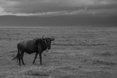 IreneJacoba_Ngorongoro_Wildebeest