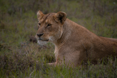 IreneJacoba_Ngorongoro_Lioness