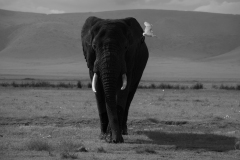 IreneJacoba_Ngorongoro_Elephant