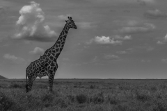 IreneJacoba_Serengeti_Giraffe